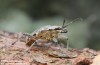 kousavec korový (Brouci), Rhagium inquisitor, Cerambycidae, Rhagiini (Coleoptera)